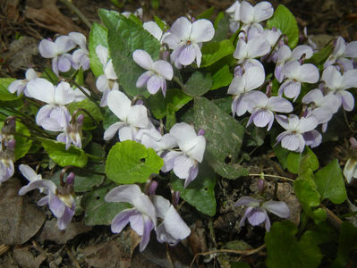Sweet White Violet (2017, March 25)