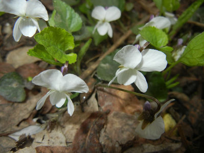 Sweet White Violet (2017, March 25)