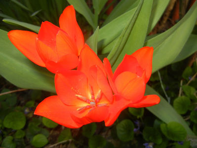 Tulipa Praestans Fusilier (2017, Apr.02)
