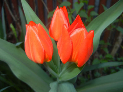 Tulipa Praestans Fusilier (2017, Apr.03)
