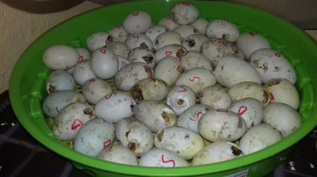 Ouă rate motate romanesti si pekin
