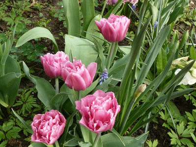 Tulip Dior