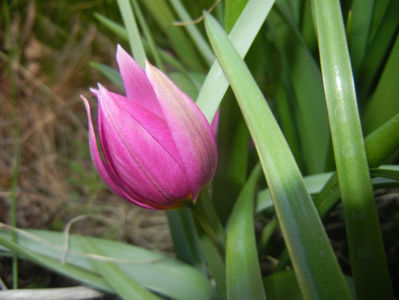 Tulipa pulchella Violacea (2017, April 02)