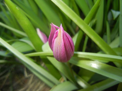 Tulipa pulchella Violacea (2017, April 03)