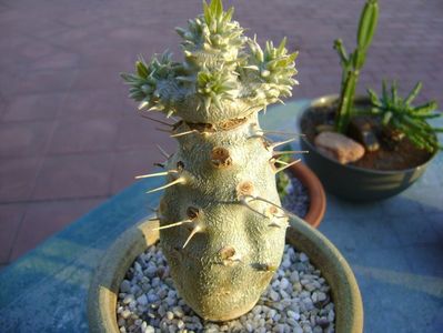 Pachyipodium brevicaule (altoit pe Pachypodium lamerei)