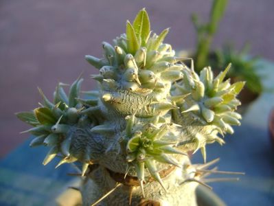 Pachyipodium brevicaule (altoit pe Pachypodium lamerei)