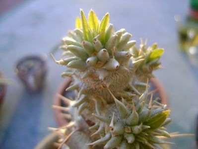 Pachyipodium brevicaule (altoit pe Pachypodium lamerei)