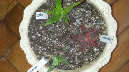 Vandut.Aloe Christmas Carol, Aloe Dorotheae, Aloe Lavender 100(impreuna); Rezervate.
