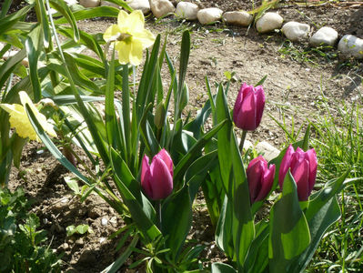 Daffodillus si Purple Prince