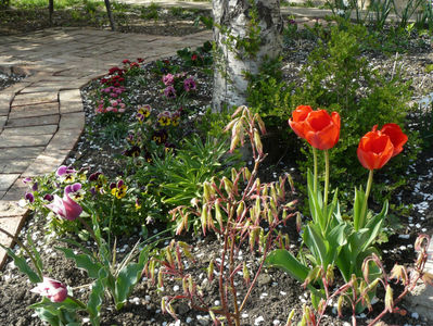 Acer Tsuma Beni si Apeldoorne tulips