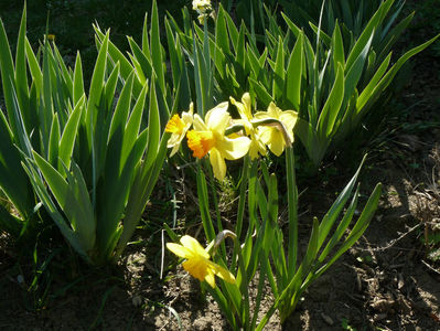 Narcissus Juanita ( gornita orange )