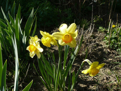 Narcissus Adventure ( gornita monocolor)
