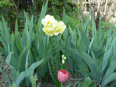 Narcissus Yellow Cherfulness