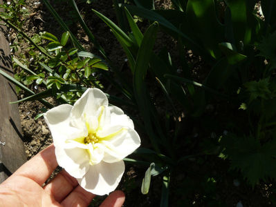 Narcissus Lemon Beauty