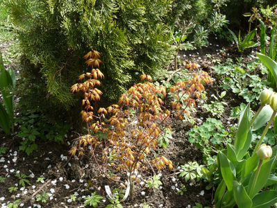 Acer Orange Dream