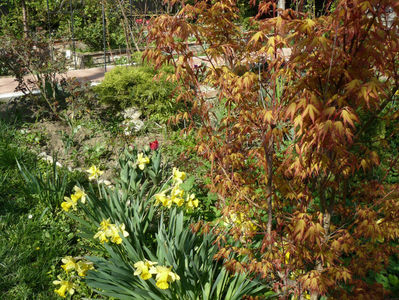 Acer Katsura
