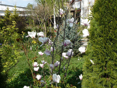Magnolia Soulangeana
