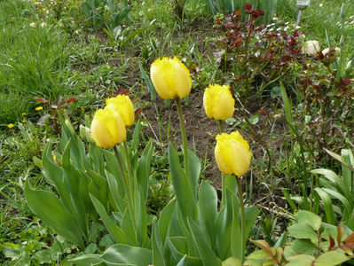 tulip Cristal star