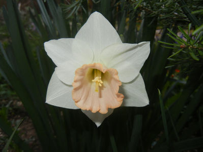 Narcissus Salome (2017, April 04)
