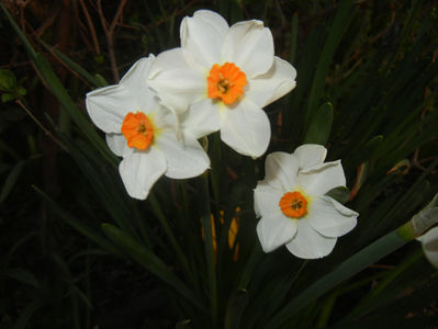 Narcissus Geranium (2017, April 02)