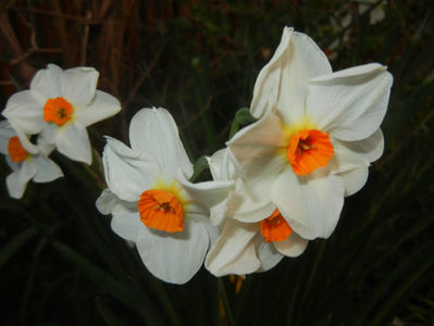 Narcissus Geranium (2017, April 02)