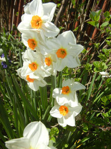 Narcissus Geranium (2017, April 03)