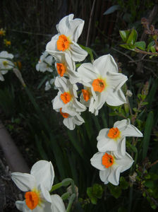 Narcissus Geranium (2017, April 03)