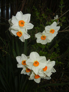 Narcissus Geranium (2017, April 04)