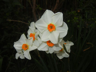 Narcissus Geranium (2017, April 04)