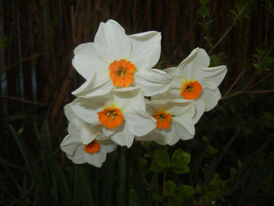 Narcissus Geranium (2017, April 05)