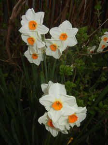 Narcissus Geranium (2017, April 05)