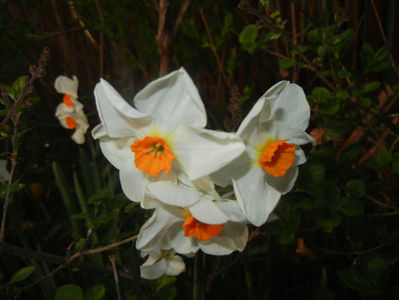 Narcissus Geranium (2017, April 06)
