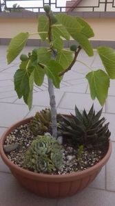 Ficus carica prebonsai & Mix de suculente