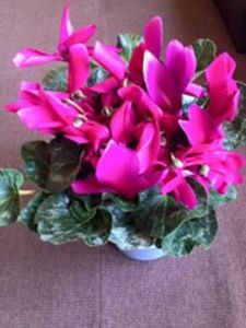 Cyclamen