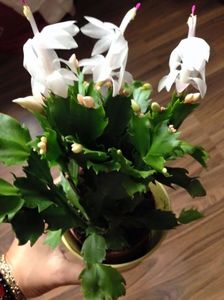 Craciunita sau Schlumbergera