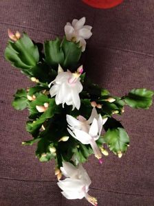 Craciunita sau Schlumbergera