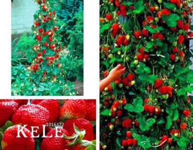căpșuni rosi; 1200 seminte / cataratoare   căpșuni rosi,,
Seminte de fructe pentru Home/casa &amp; Garden  interior
