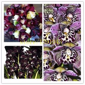 Cymbidium; 100 buc  Seminte Cymbidium  Leopard
 Seminte Grădină Orchid Bonsai  Garden Orchid Flori pentru ghiveci
