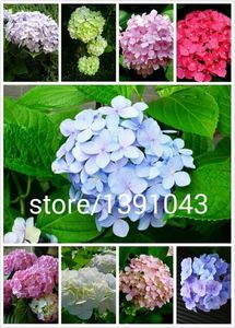 hortensie; 20pcs / semințe hortensie pack,plantare pe  balcon ,flori simple, romantice, rata de înmugurire de 95%, culori amestecate
