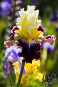 100pcs semințe de irisi