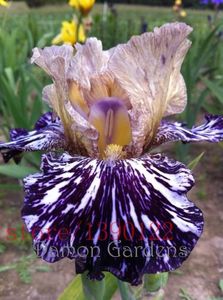 100pcs semințe de irisi