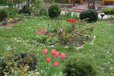 tulip Carola