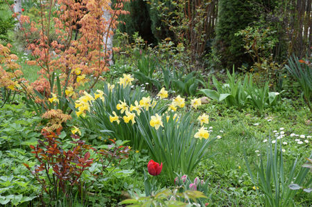 Dafodillus Carlton