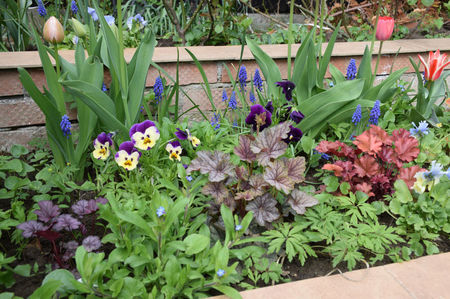 Heuchera Milan , Venus si Peach Flambe