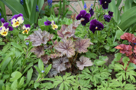 Heuchera Venus