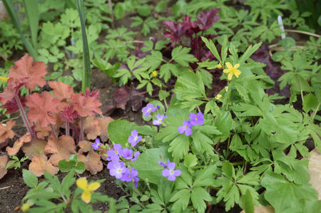 Heuchera Caramel si Aubrieta Kitte Blue