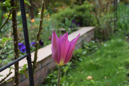 Purple Dream tulips