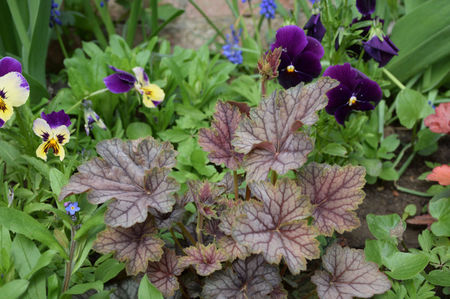 Heuchera Venus