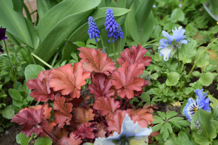 Heuchera Paprika