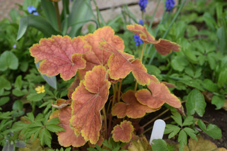 Heuchera Tiramisu